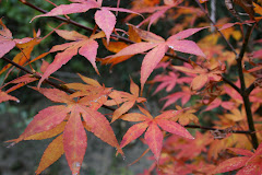 More red leaves