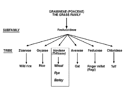 Taxonomic Relationship Amongst Grains