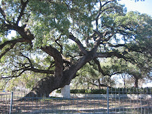 Founder's Oak