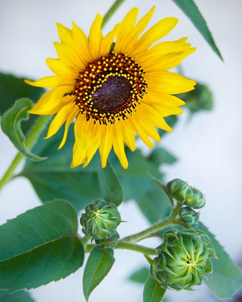 [BackYard-Sunflower.jpg]