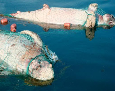 external image 17_nt_dugong1_5.jpg
