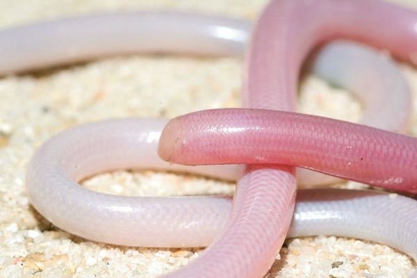 wildsingapore news: New Blind Snakes Found, Help Explain World Domination