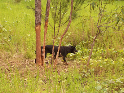 Feral Dog