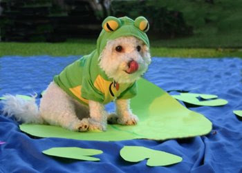 Funny Dressed Up Animals