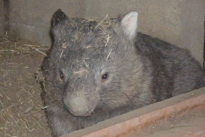 [Wombat.JPG]