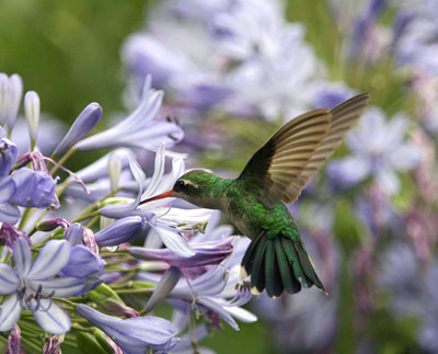 [green+hummingbird.jpg]