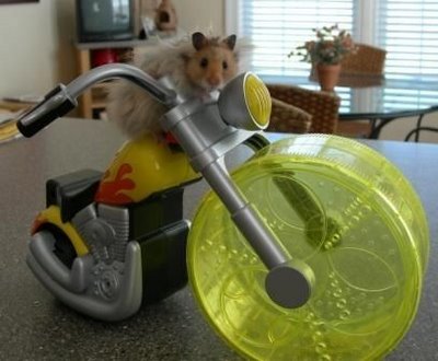 [Imagen: animales-graciosos-hamster-ciclista.jpg]