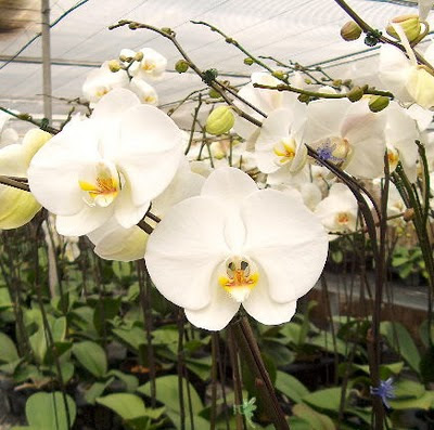 Winter+orchids