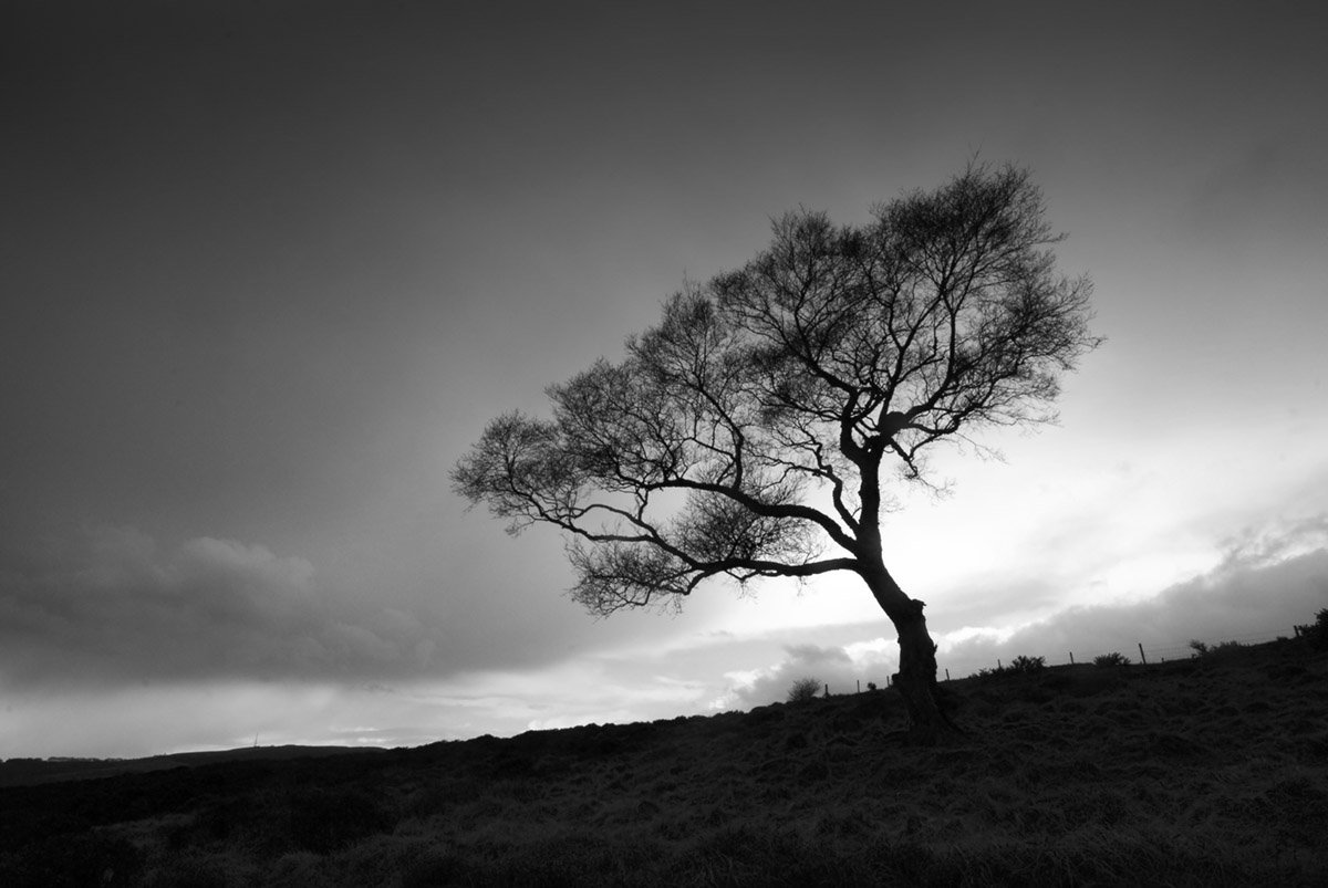 [tree_Bare_Bell08_small.jpg]