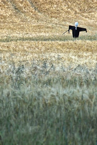 [Scarecrow.jpg]