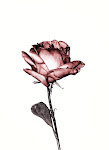 Rose by Meis