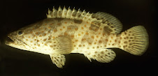 Ikan Kerapu (Grouper)