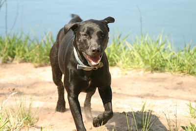 Black Lab Running