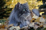 Felix in the Fall