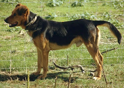 Kelpie Cross Huntaway