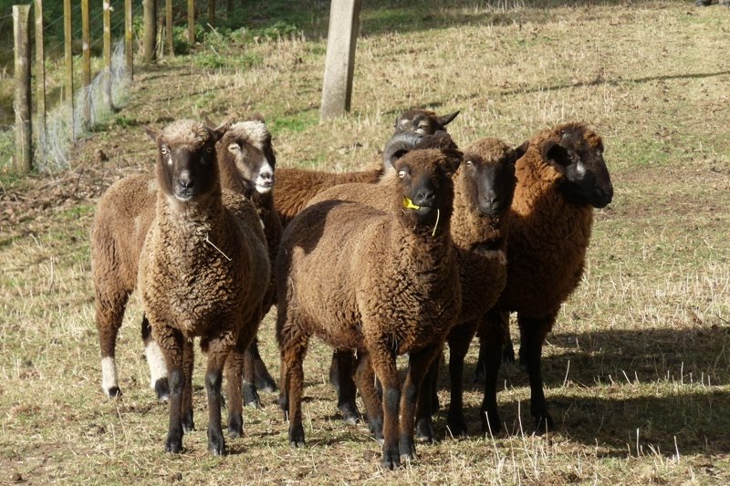Pitt Island Sheep New Zealand Pitt Island Sheep New Zealand
