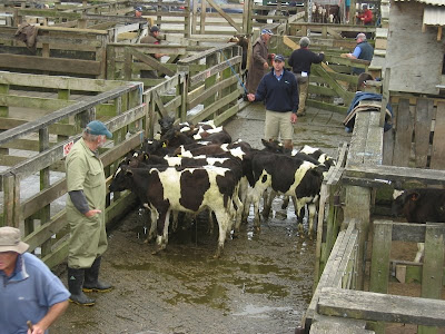Checking+calves+for+tags.jpg Checking+calves+for+tags.jpg