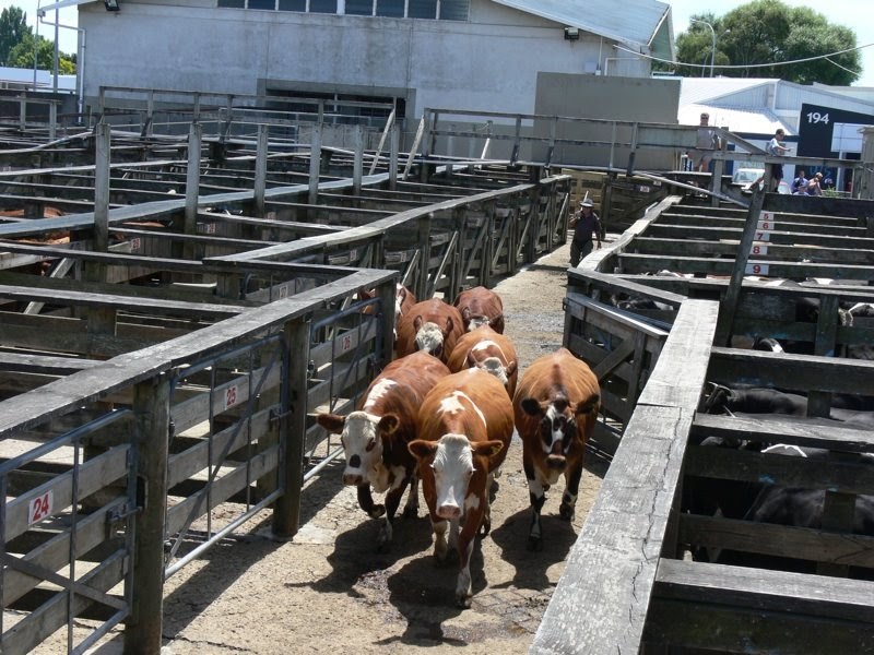 Woolshed 1 Cattle farm husbandry buying and selling cattle