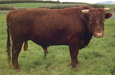 Devon Bull