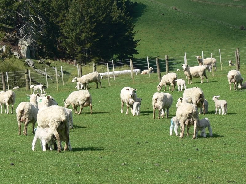 Woolshed 1 NZ Sheep Husbandry Managing ewes with multiple lambs