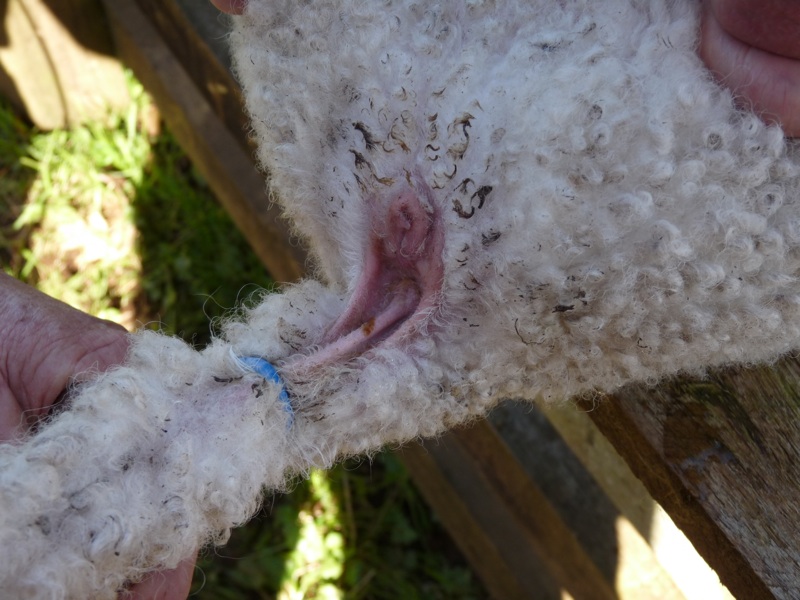 Sheep Castration