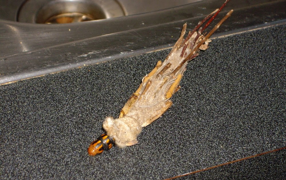 life and how it gets you Bag Moth