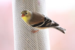 American Goldfinch