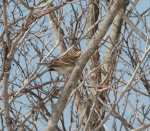 Le Conte's Sparrow
