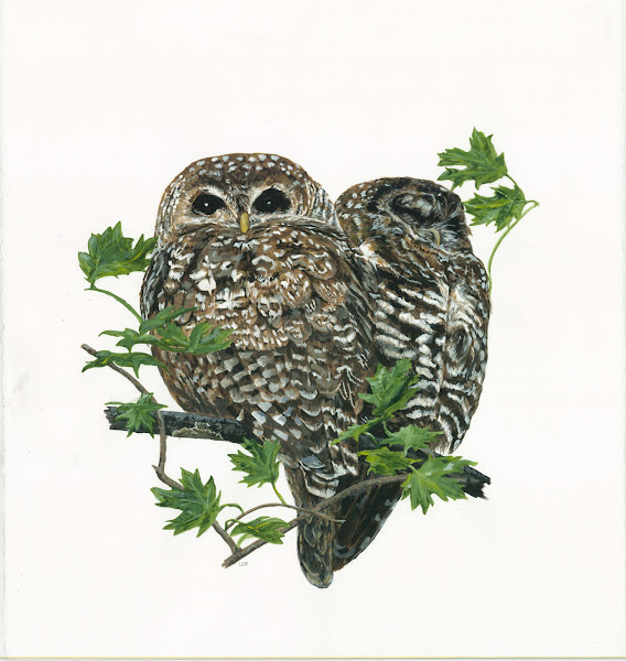 Spotted Owls