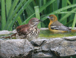 More Bathing Beauties