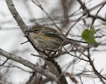 Yellow-rumped Warbler