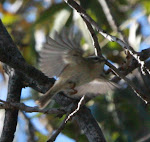 Golden-crowned Kinglet