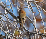 Tufted Flycatcher