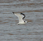 Black-legged Kittiwake