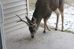 Bird-feeder Buck