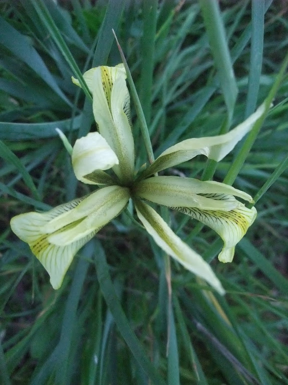 The swamp iris