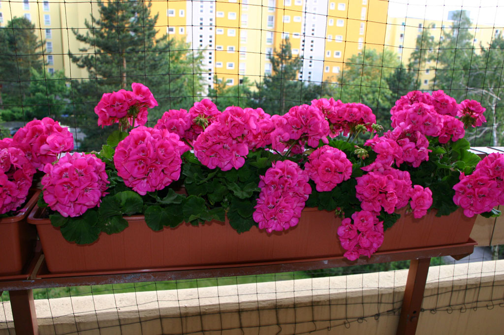 [IMG_6529.JPG]