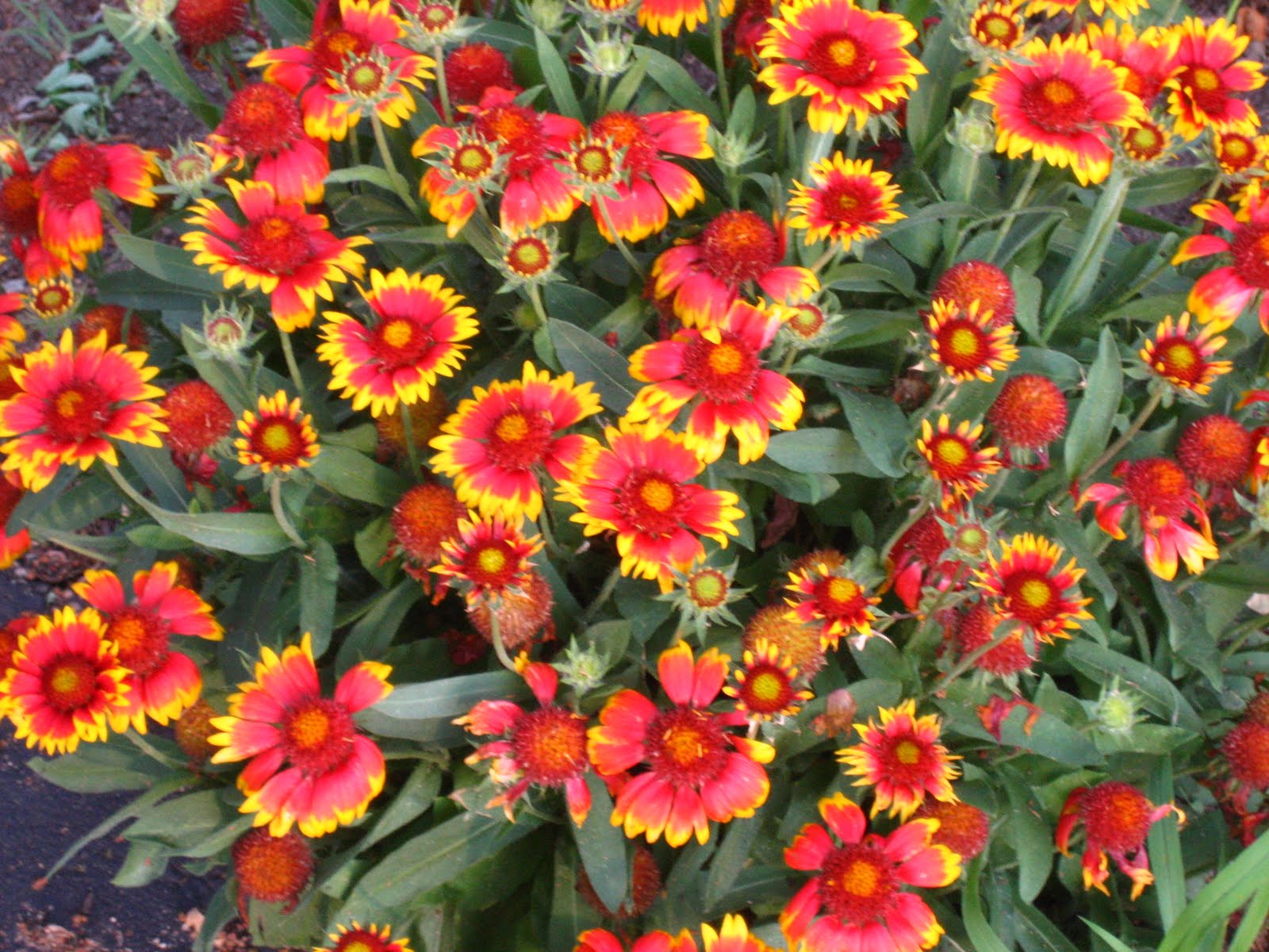 gaillardia goblin