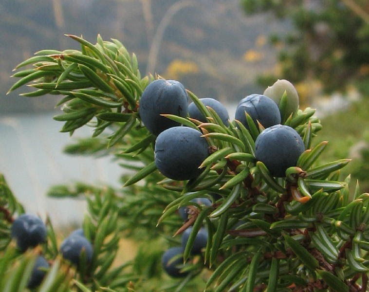 Yukon Wild Berries Juniper berries