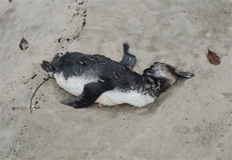 Southernseas: WHY ARE PENGUINS DYING IN BRASIL