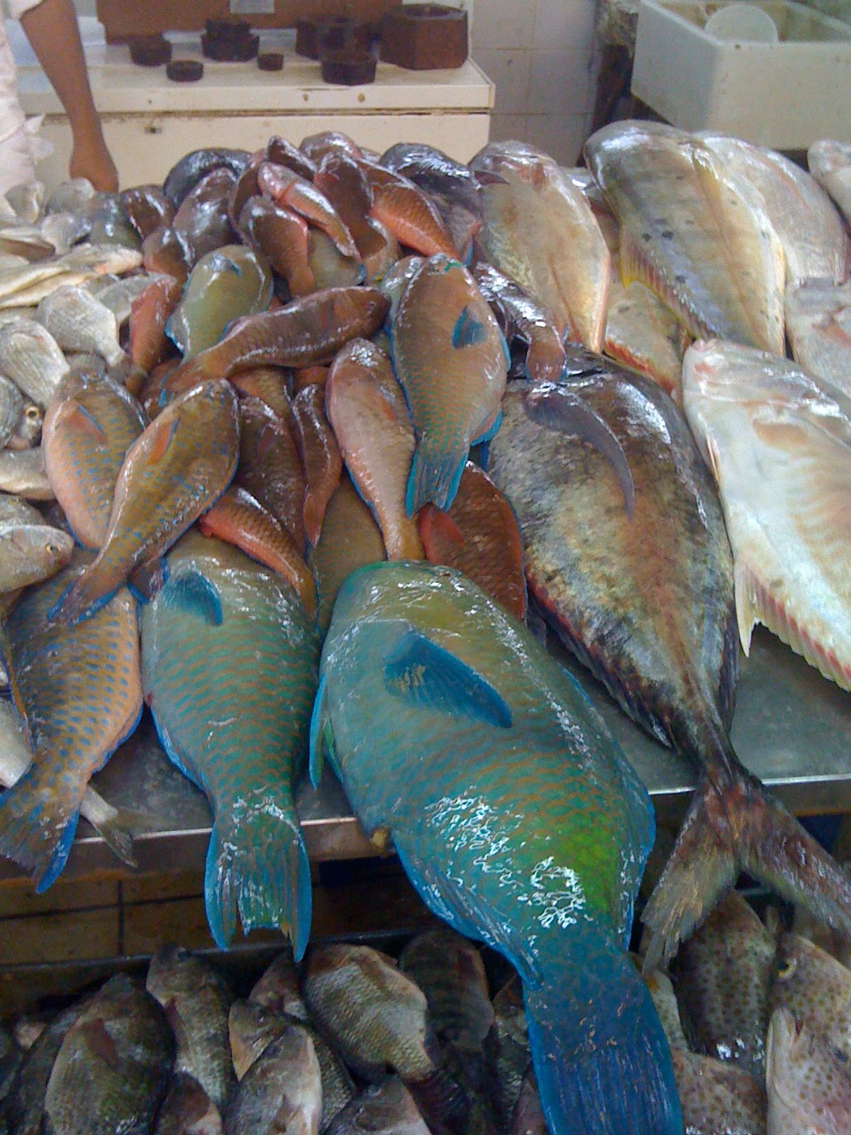 Sea In Action Early Morning Doha Fish Market Visit
