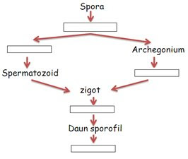 Contoh+tumbuhan+dikotil