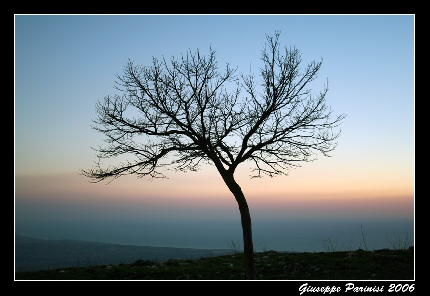 [Albero_spoglio_solitario.jpg]