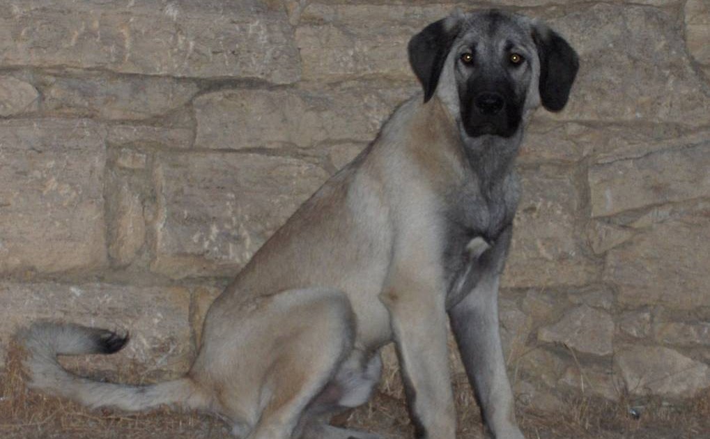 Kubilay Kızıldenizli Kangal Hikayeleri2