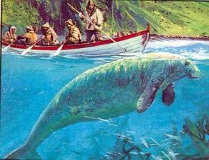 Dangerous Of Wild Animals Stellers Sea Cow