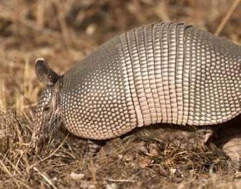 armadillo predators armadillo predators