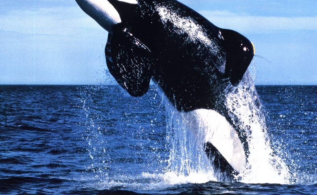 Killer Whale