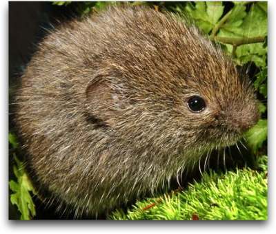 Photograph, Northern Bog Lemming