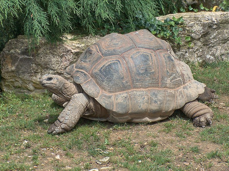 Aldabra Giant Tortoise