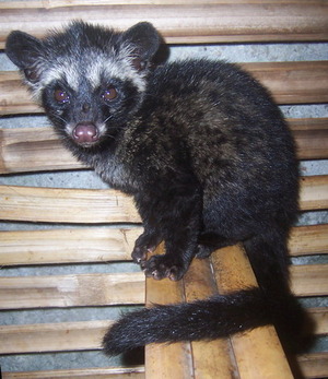 Dangerous of Wild Animals: Asian Palm Civet